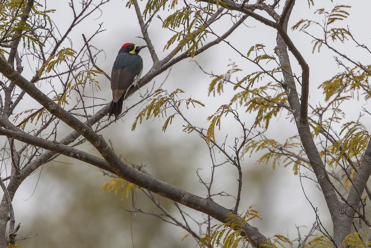 Acorn Woodpecker (Narrow-fronted) - Joachim Bertrands