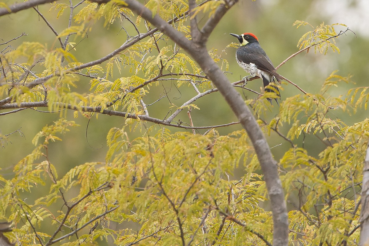Acorn Woodpecker (Narrow-fronted) - ML616127708