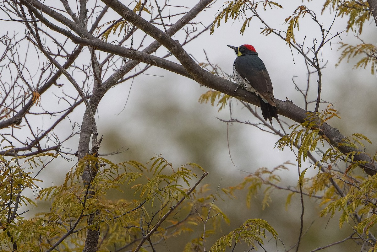 Acorn Woodpecker (Narrow-fronted) - ML616127709