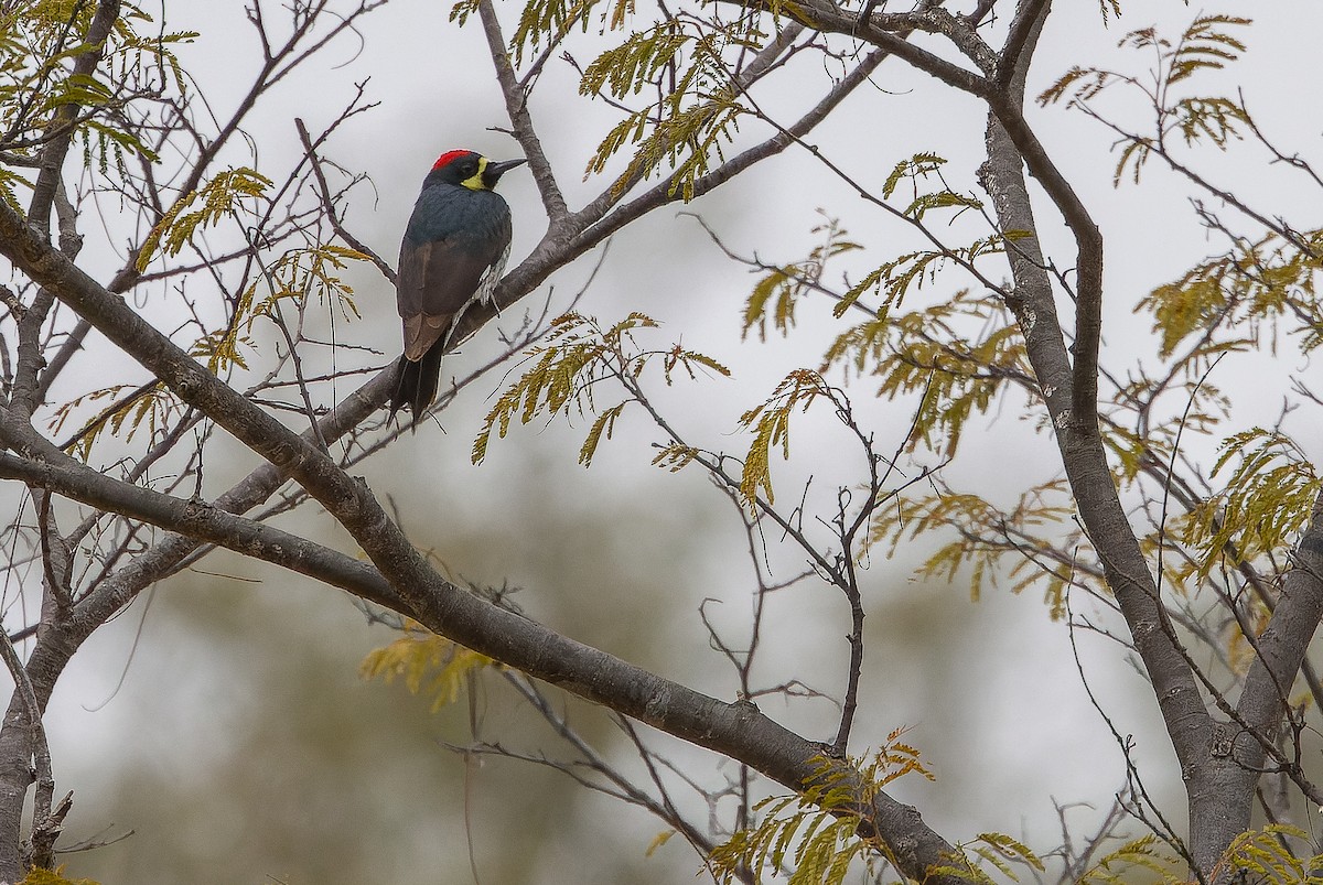 Acorn Woodpecker (Narrow-fronted) - ML616127710