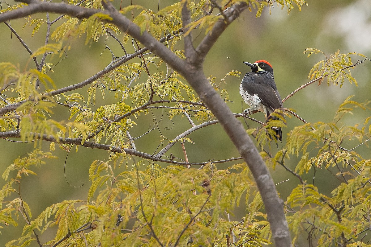 Acorn Woodpecker (Narrow-fronted) - ML616127711