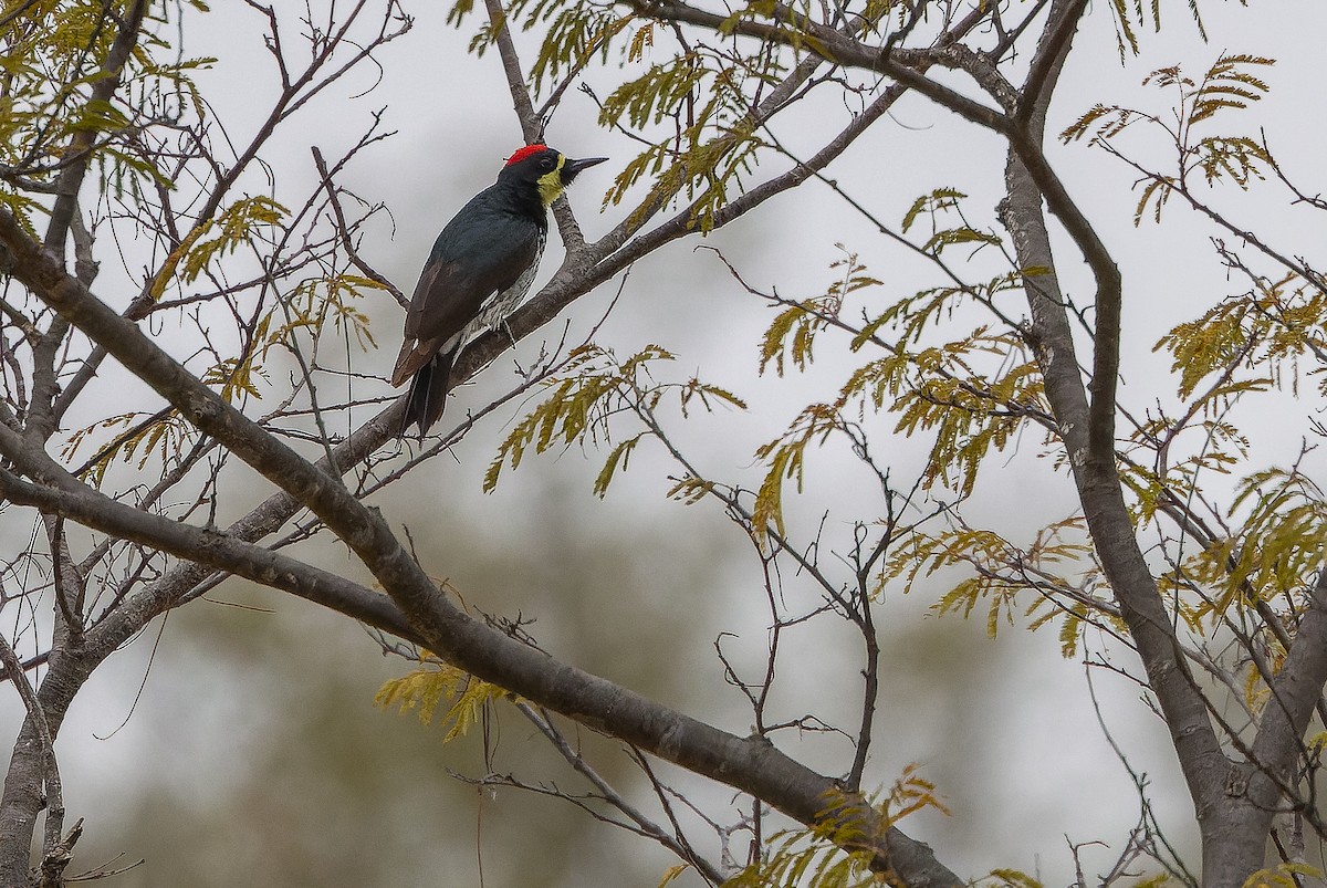 Acorn Woodpecker (Narrow-fronted) - ML616127712