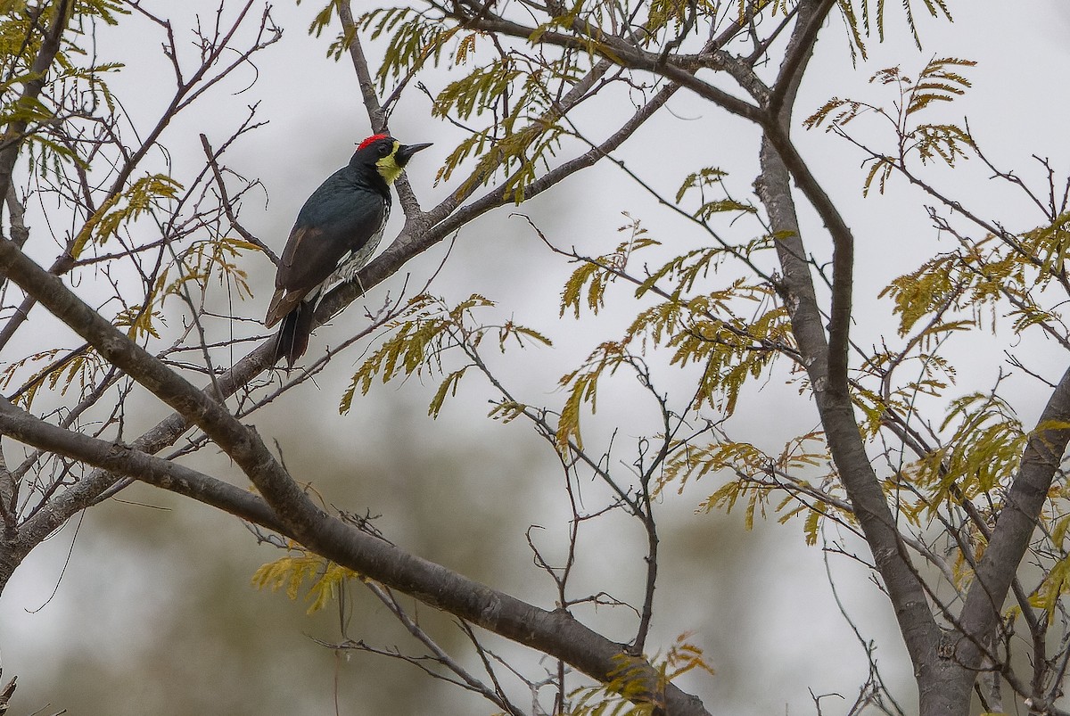 Acorn Woodpecker (Narrow-fronted) - ML616127713