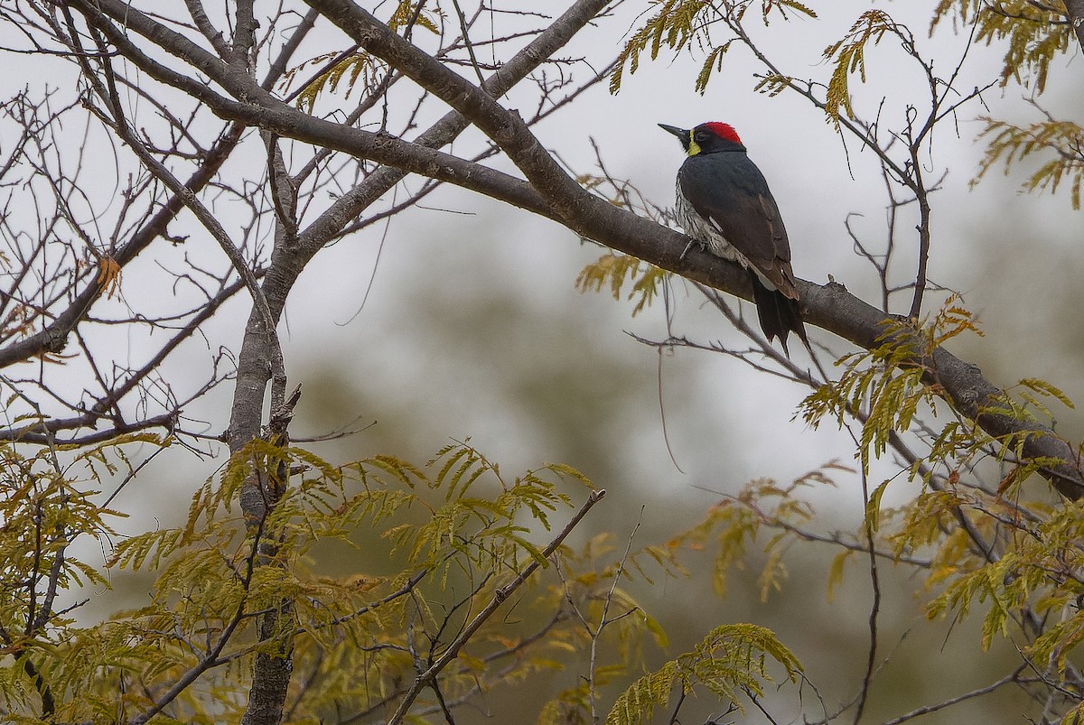 Acorn Woodpecker (Narrow-fronted) - Joachim Bertrands