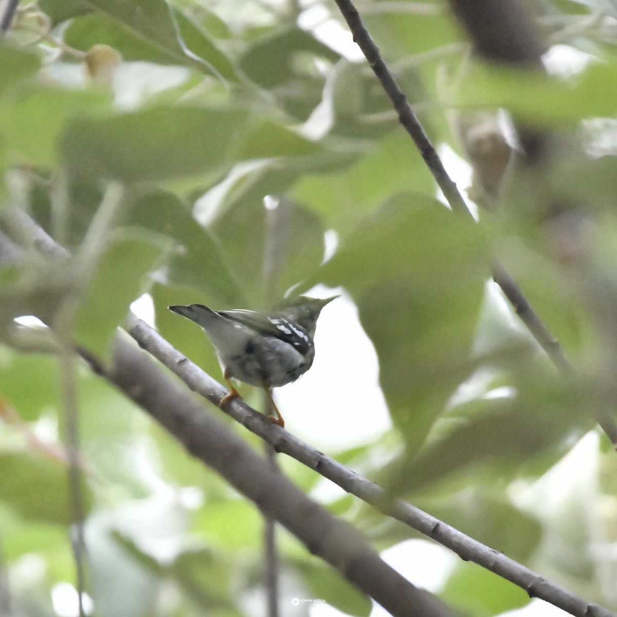 Blackpoll Warbler - Experiencia Naturaleza Edwin Avella