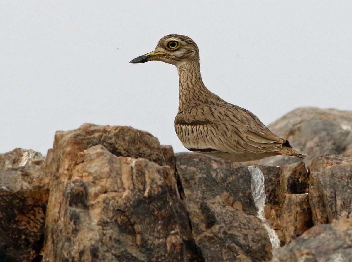 Senegal Thick-knee - Don Roberson