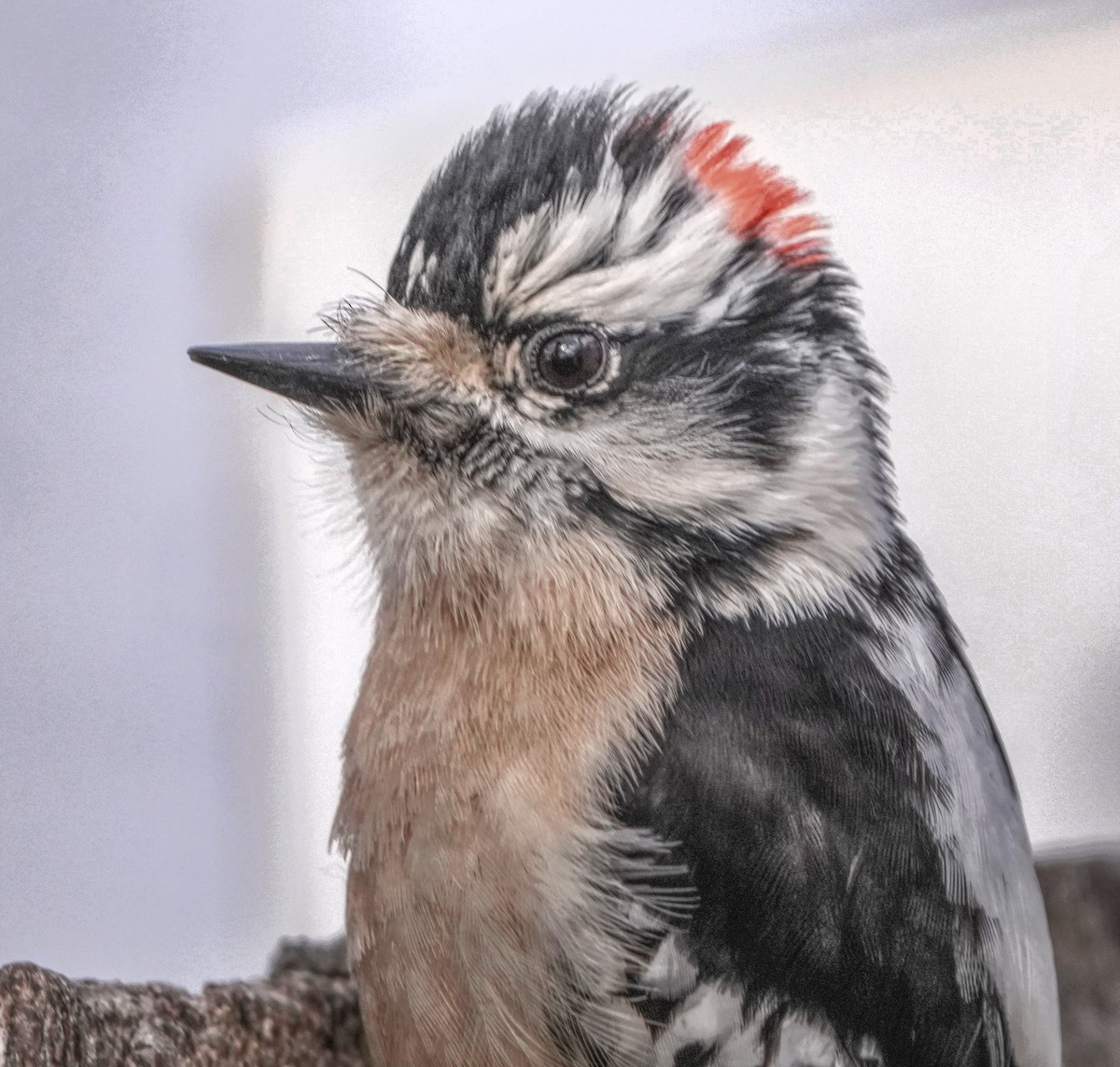 Downy/Hairy Woodpecker - Ann Armour