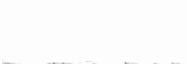 Kara Karınlı Islıkçı Ördek - ML616128688