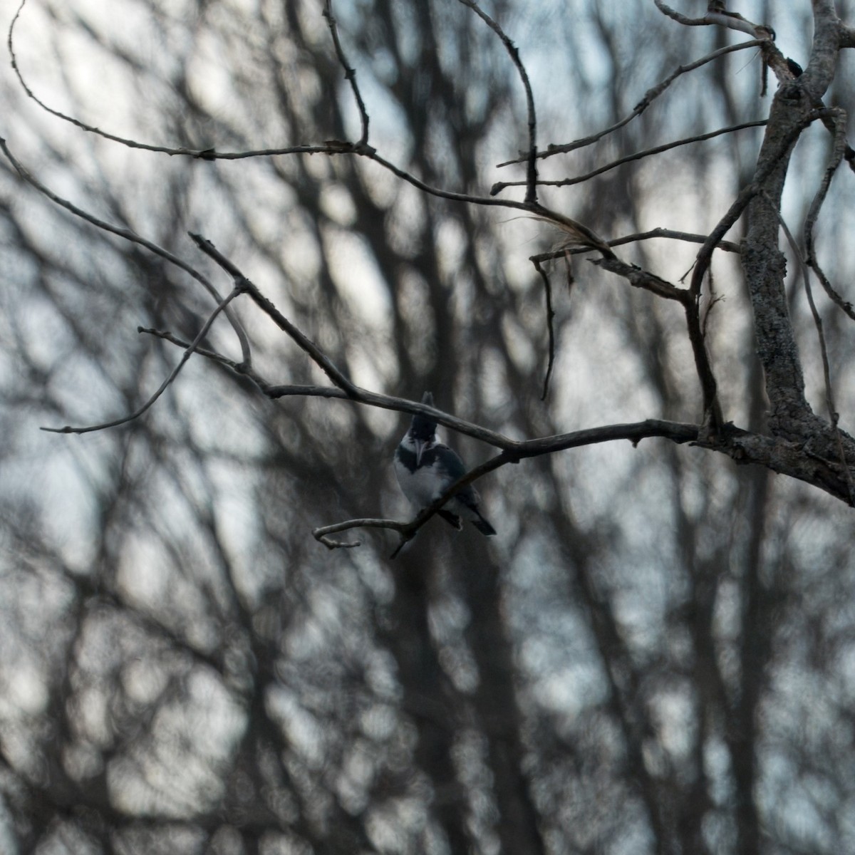 Belted Kingfisher - ML616128743