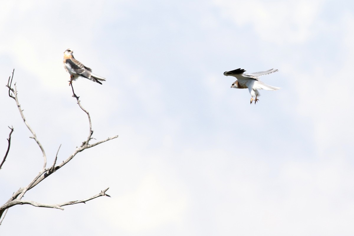 White-tailed Kite - Matt Sadowski