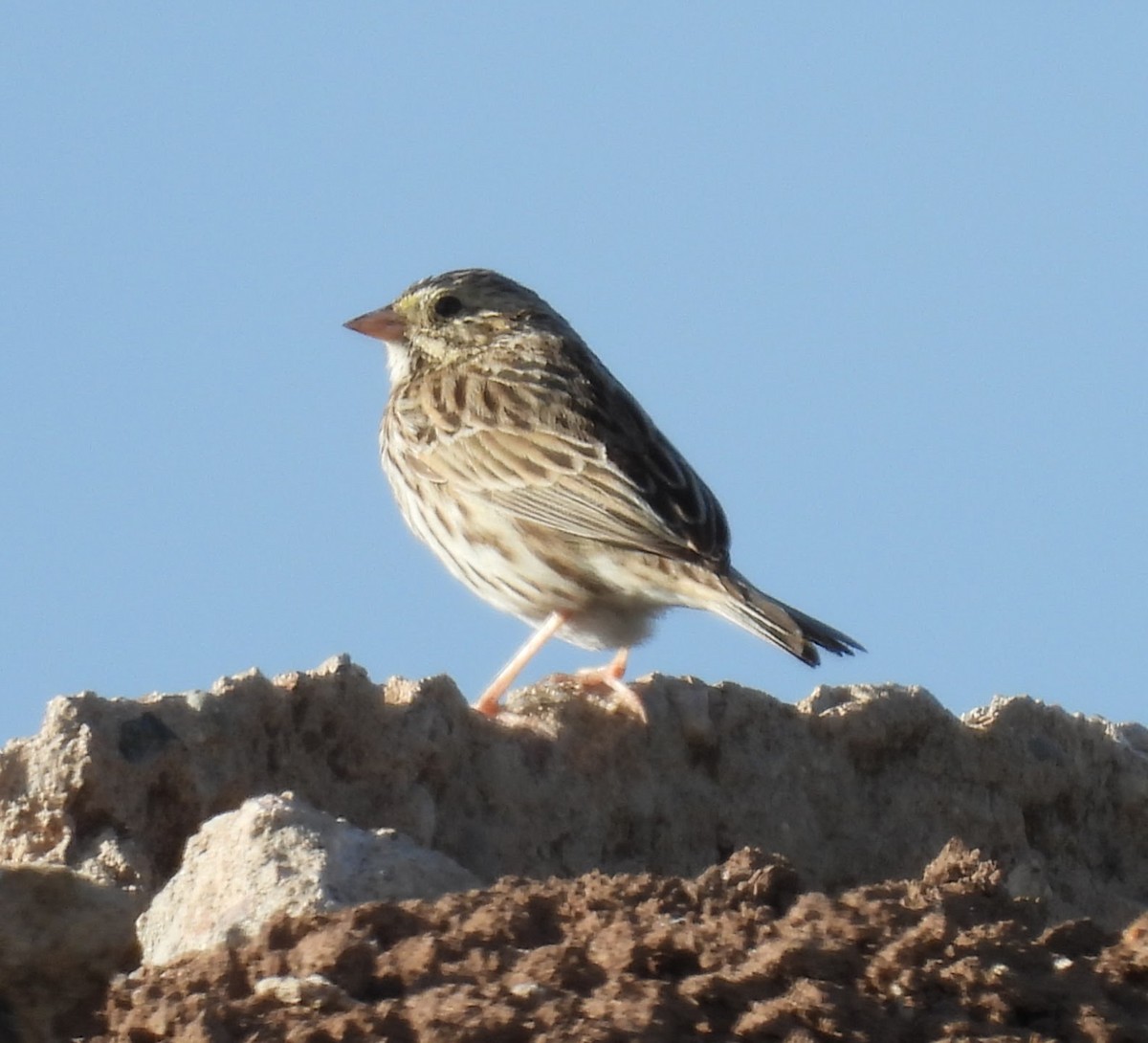 Savannah Sparrow - ML616129114