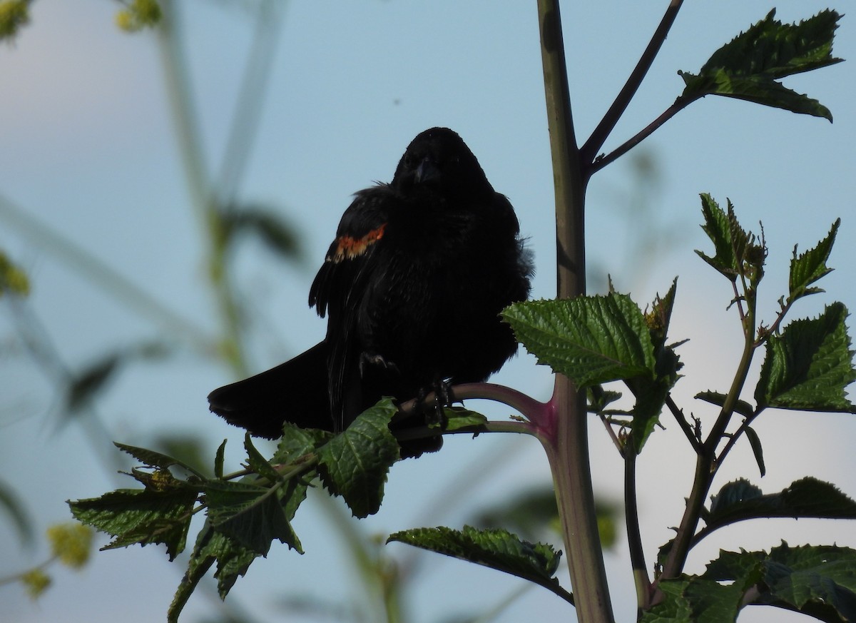 Red-winged Blackbird - ML616129136
