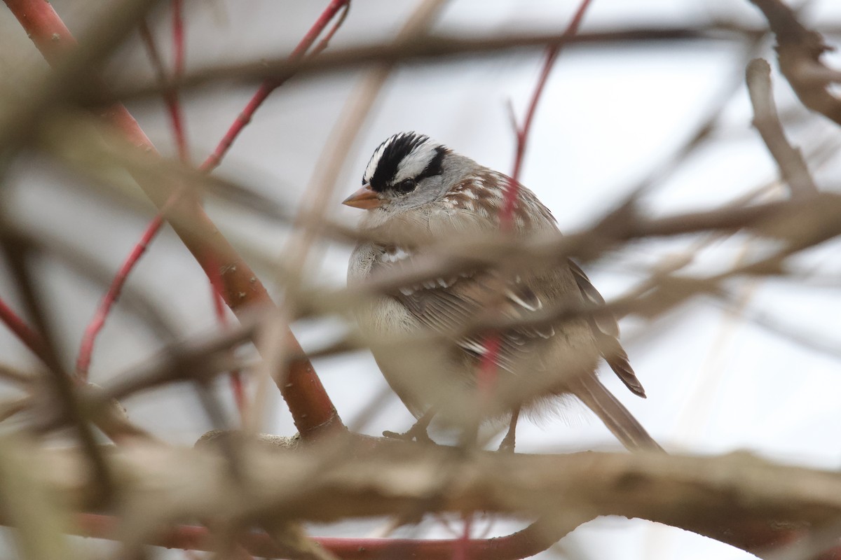 White-crowned Sparrow - Owen Strickland