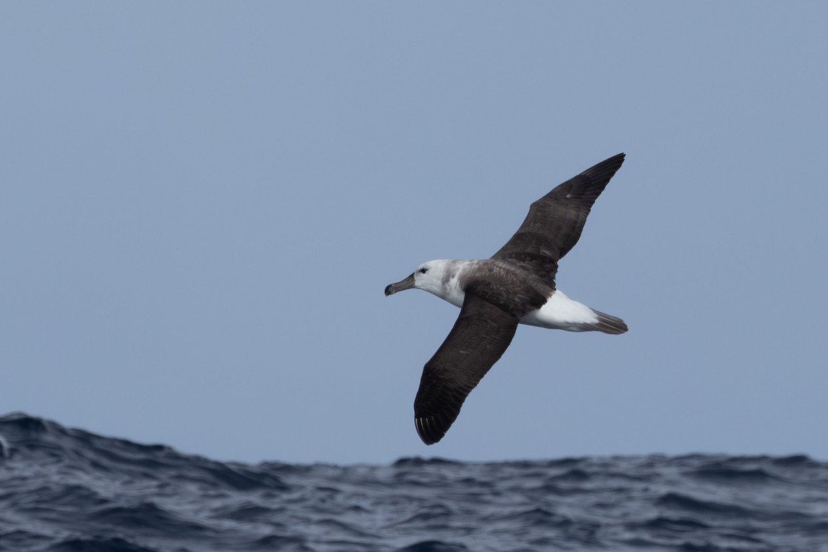 Black-browed Albatross (Black-browed) - ML616129199