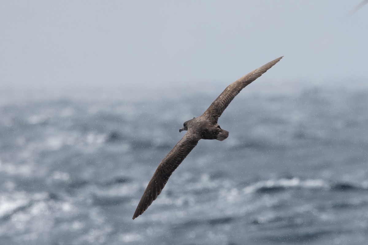 Flesh-footed Shearwater - ML616129217