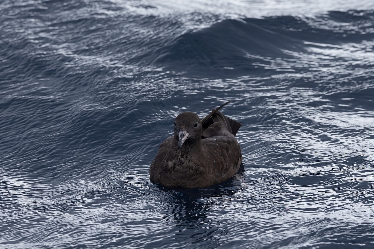 Flesh-footed Shearwater - ML616129230