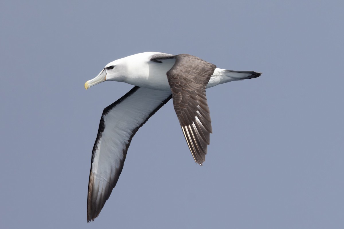 White-capped Albatross - ML616129260