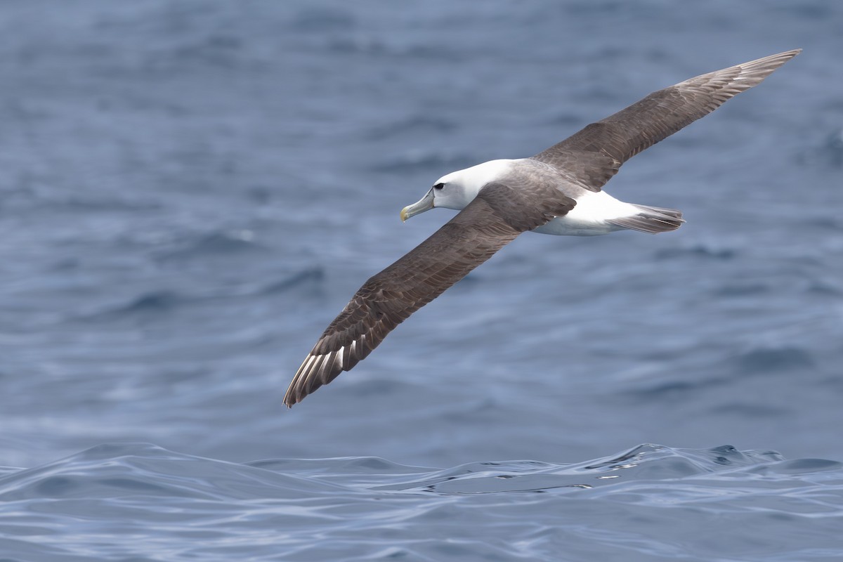 White-capped Albatross - ML616129303