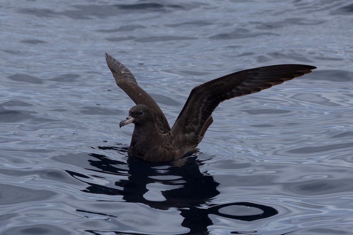 Flesh-footed Shearwater - ML616129356