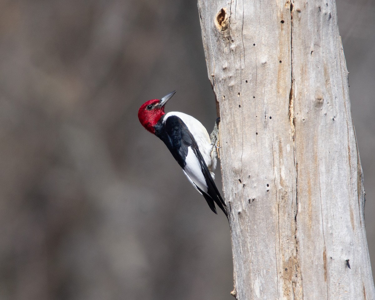 Red-headed Woodpecker - ML616129566