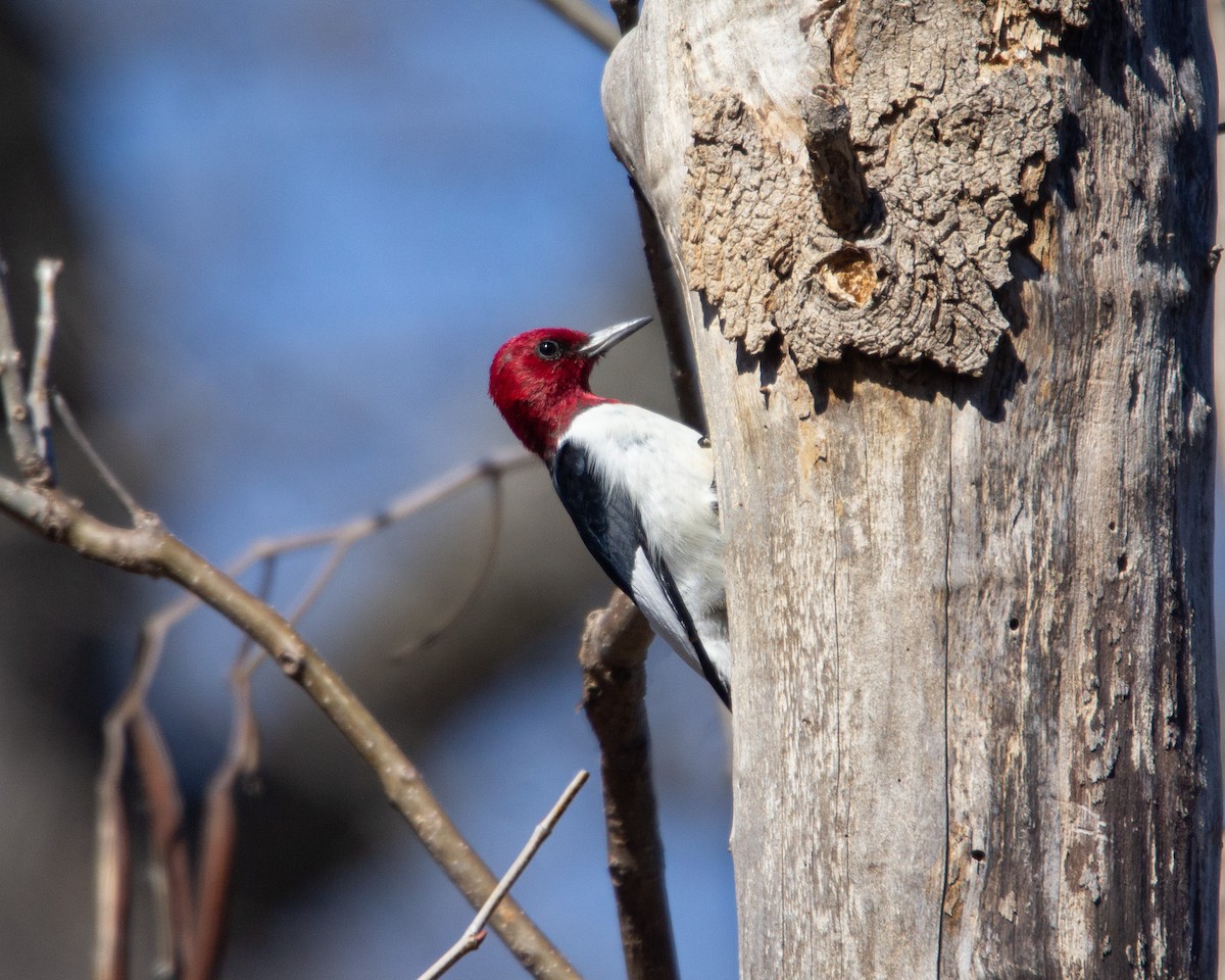 Red-headed Woodpecker - ML616129567