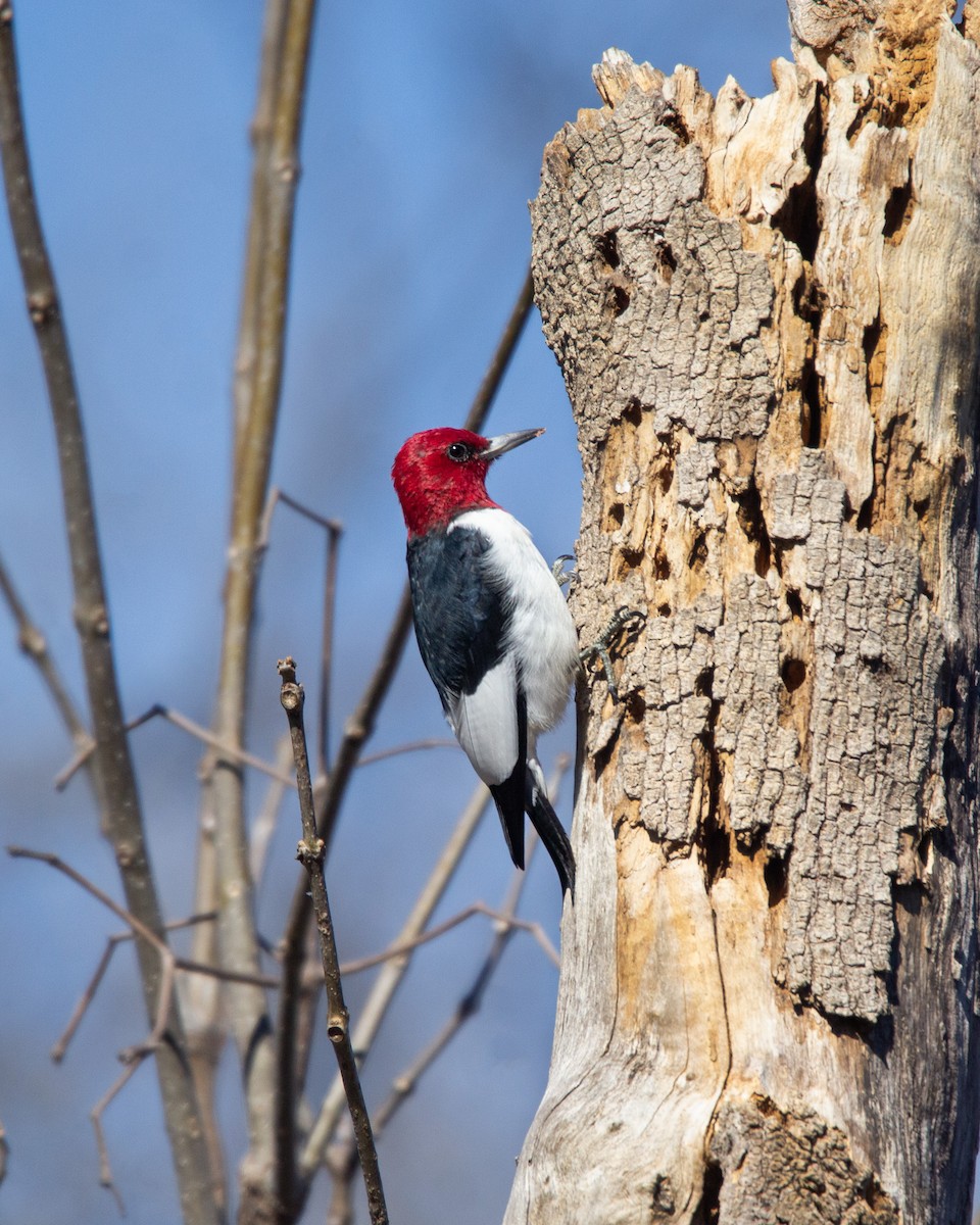 Red-headed Woodpecker - ML616129569