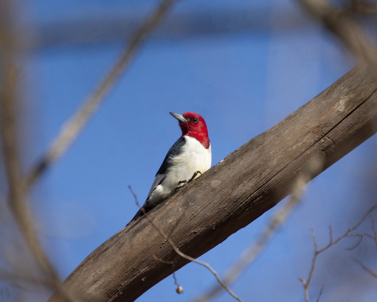 Red-headed Woodpecker - Megan Migues