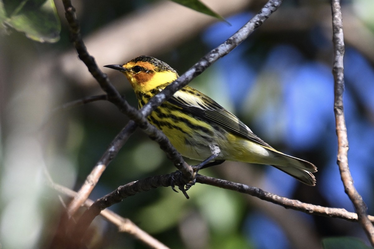 Cape May Warbler - ML616129671