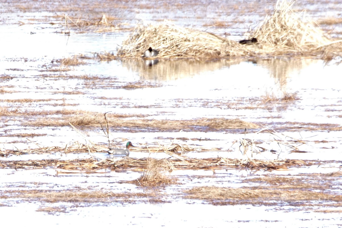 Green-winged Teal - ML616129753