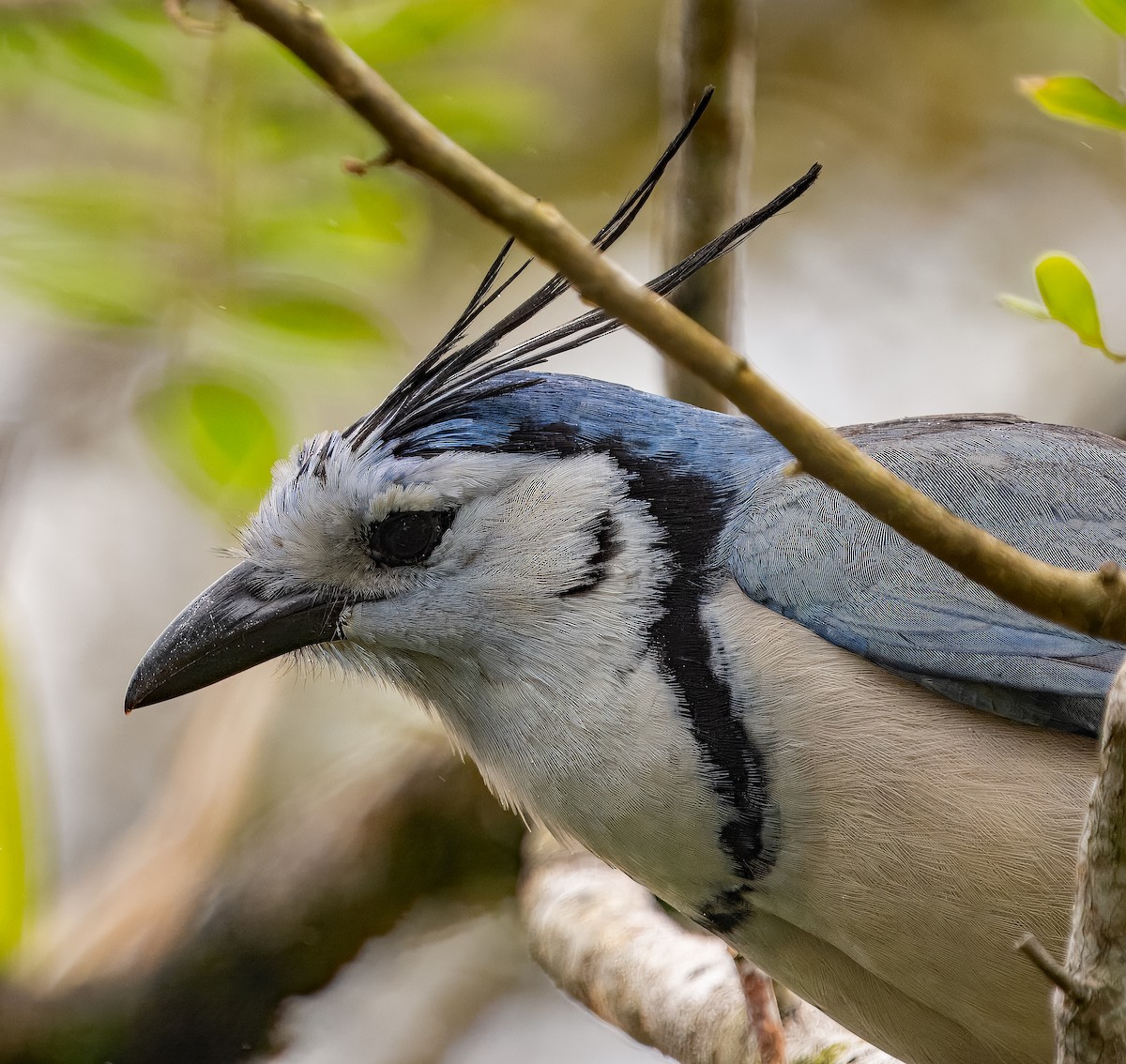 White-throated Magpie-Jay - ML616129868