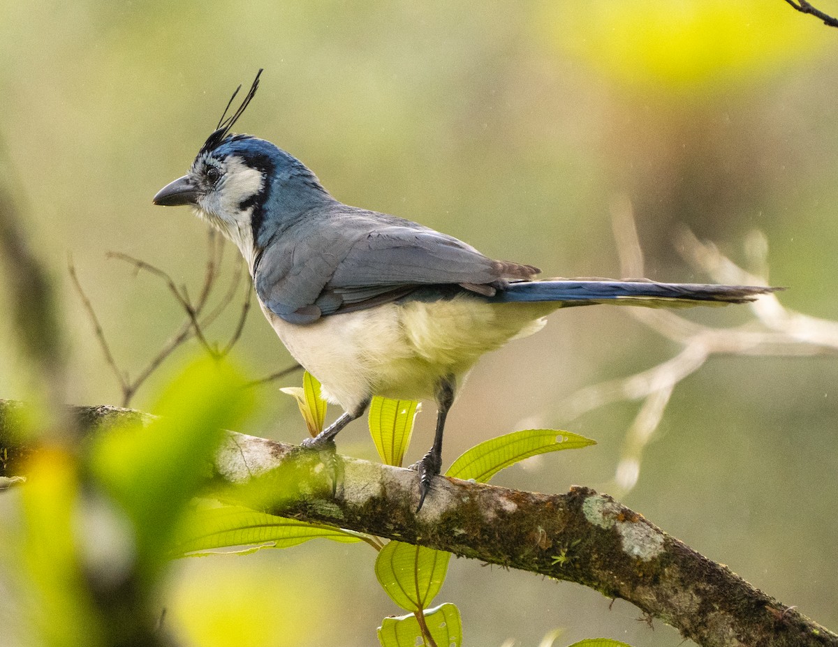 White-throated Magpie-Jay - ML616129882