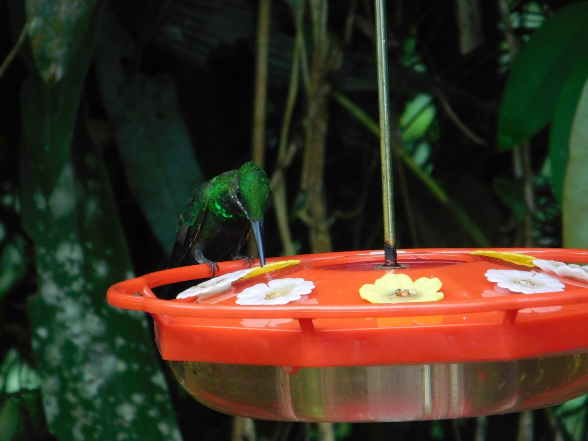 kolibřík zelenoprsý - ML616130043