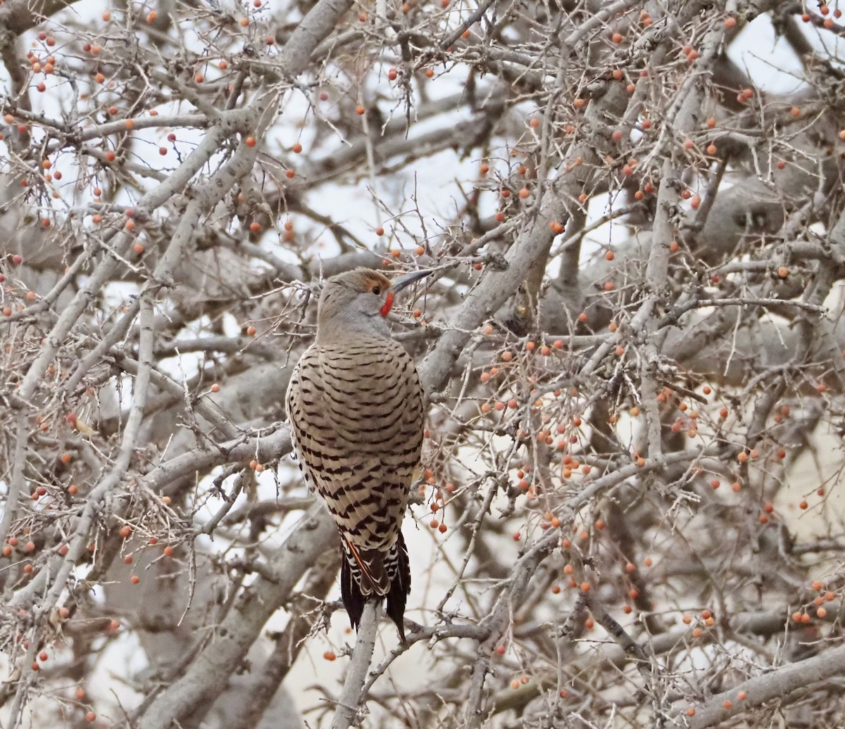 Northern Flicker (Red-shafted) - ML616130063