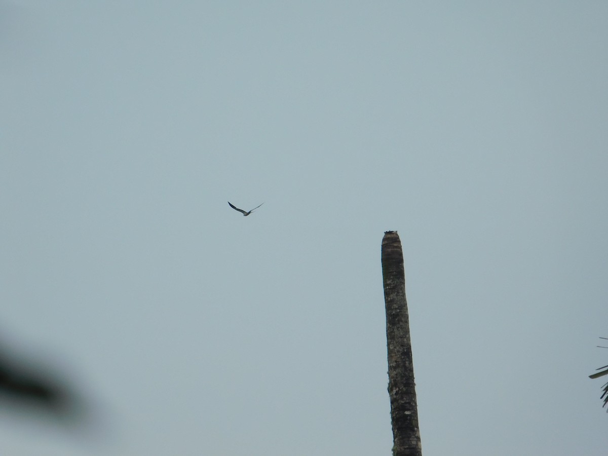 Swallow-tailed Kite - ML616130146
