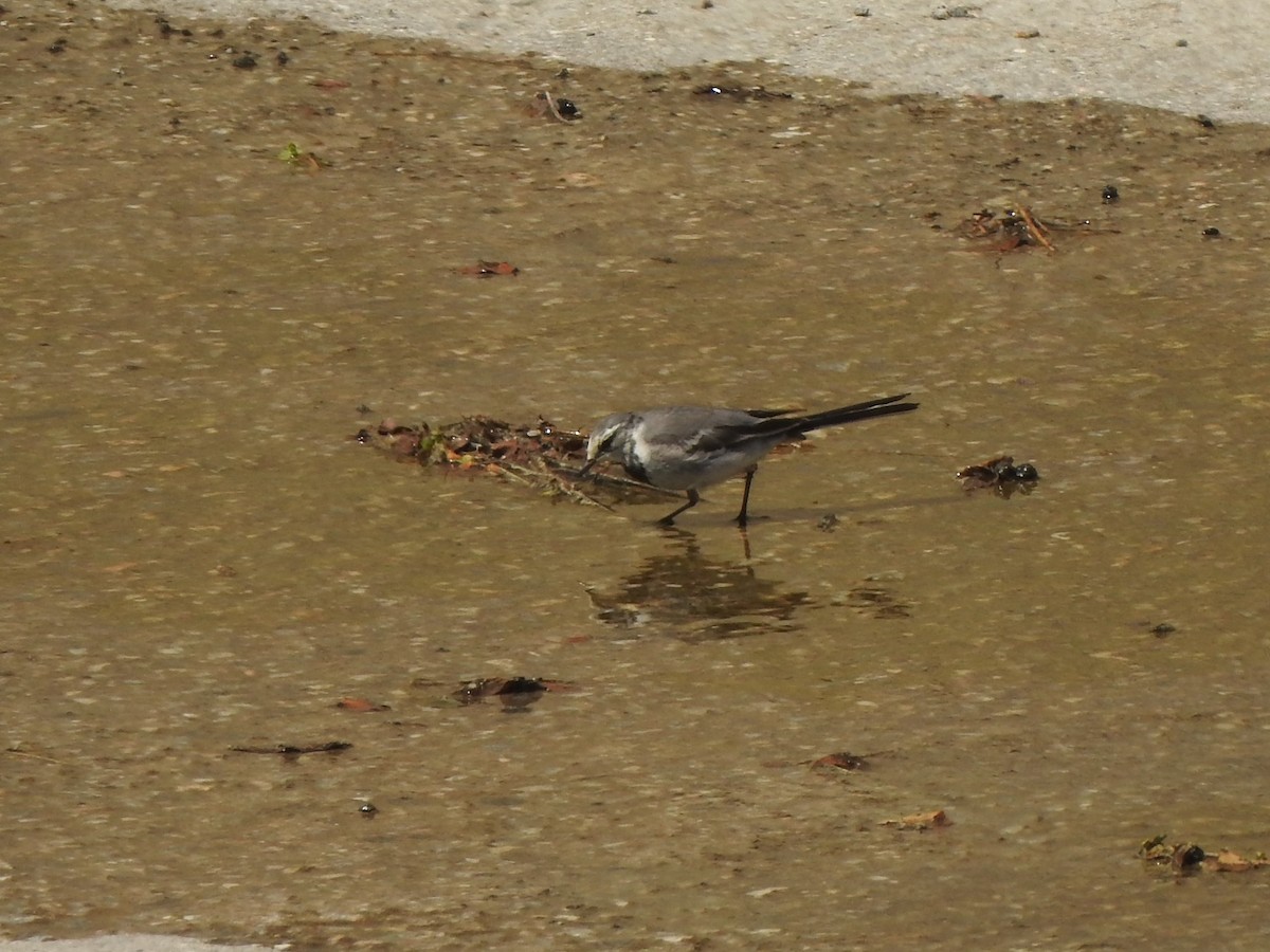 White Wagtail - Monte Neate-Clegg