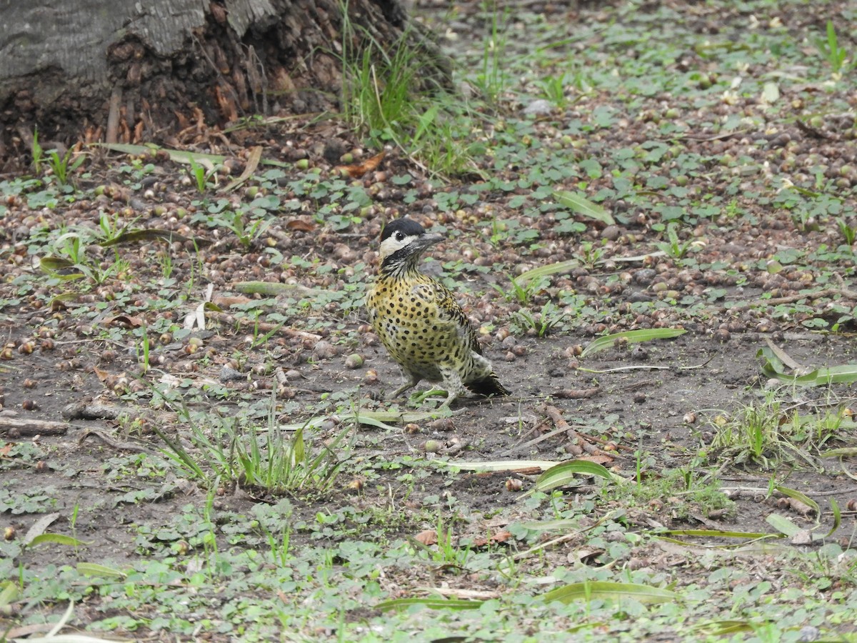 Green-barred Woodpecker - ML616130222