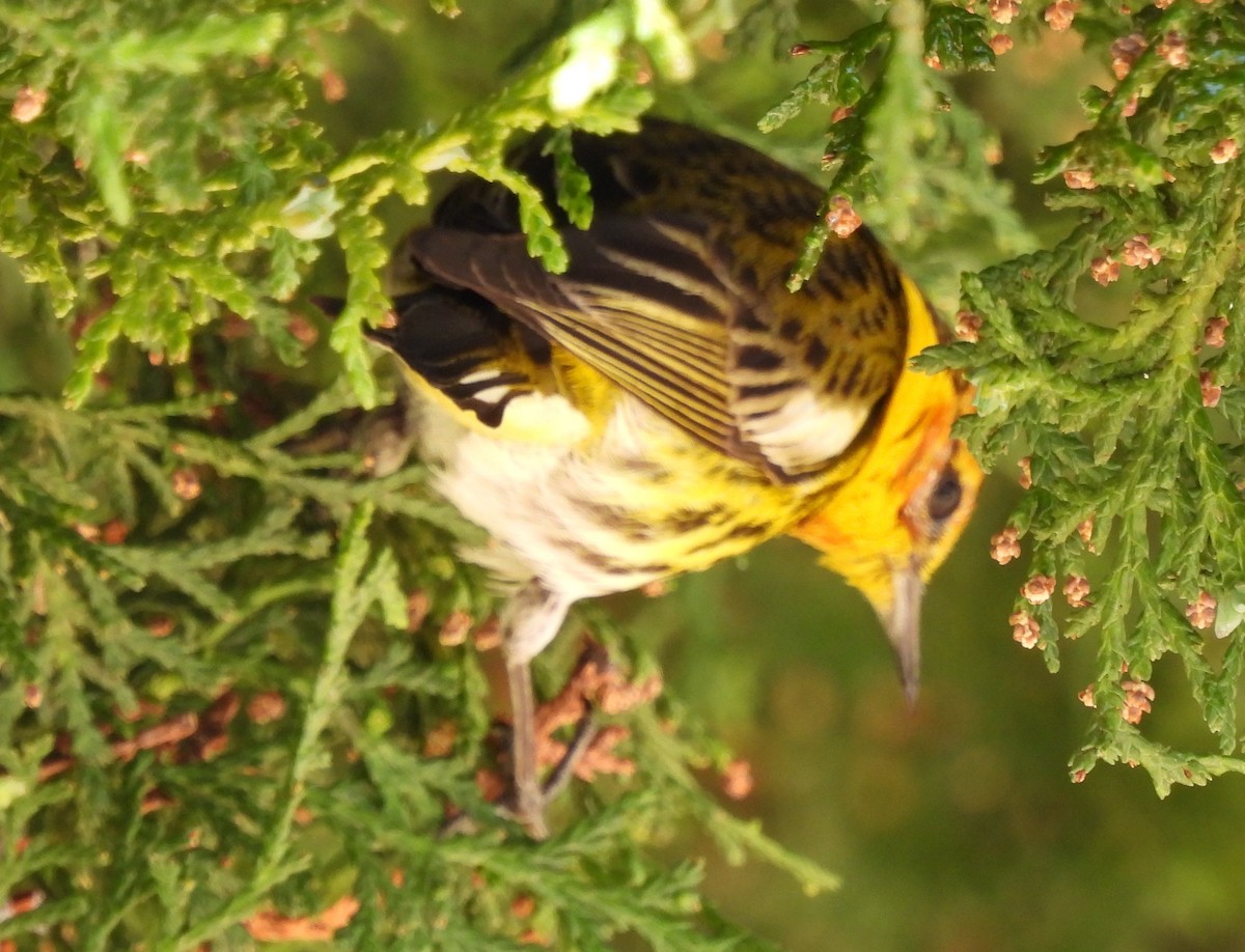 Cape May Warbler - ML616130231