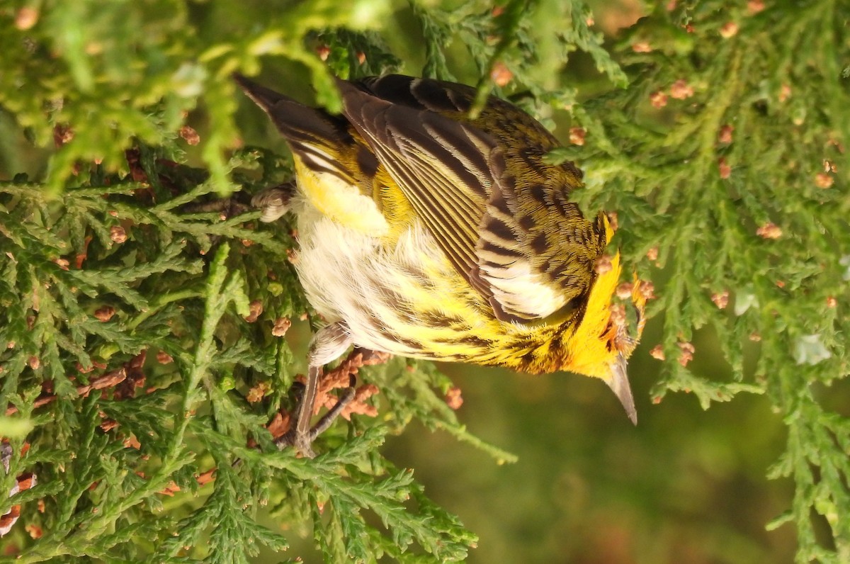 Cape May Warbler - ML616130232