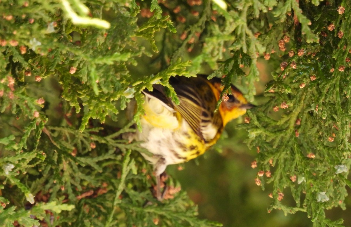 Cape May Warbler - ML616130233