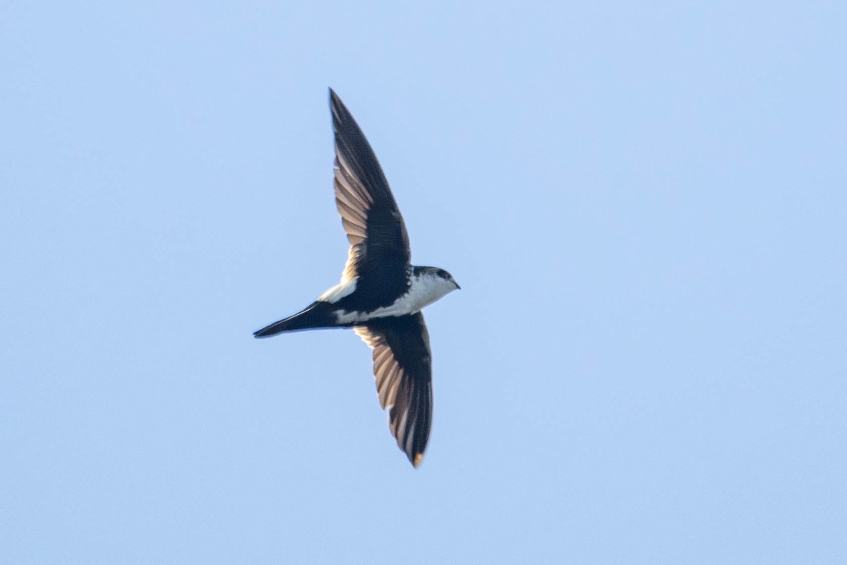 White-throated Swift - ML616130584