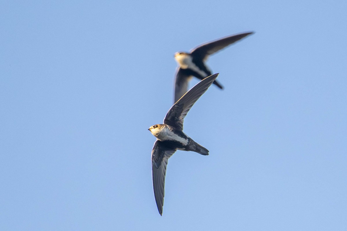 White-throated Swift - ML616130585