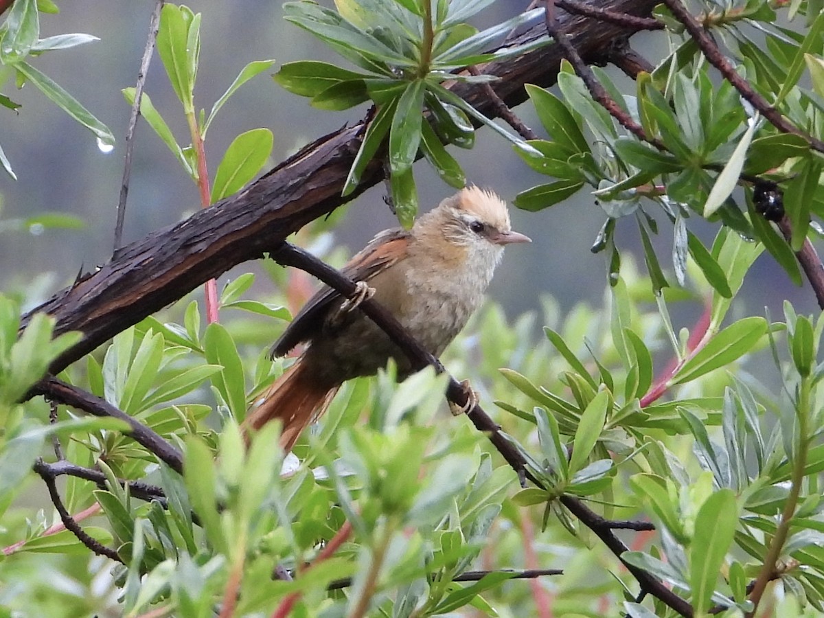 Creamy-crested Spinetail - ML616130596