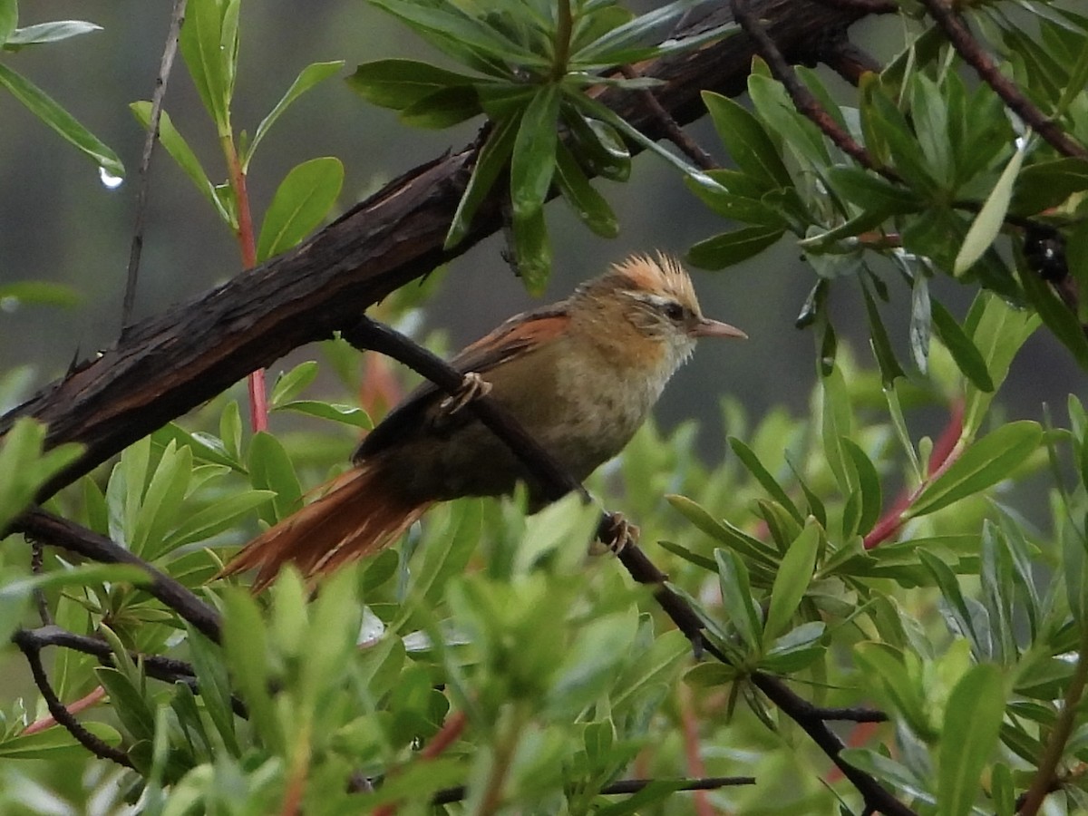 Creamy-crested Spinetail - ML616130597