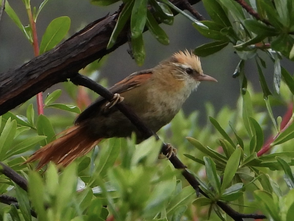 Creamy-crested Spinetail - ML616130598