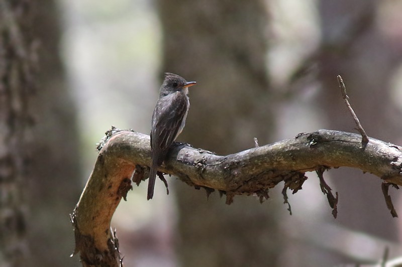 Greater Pewee - Amy McAndrews