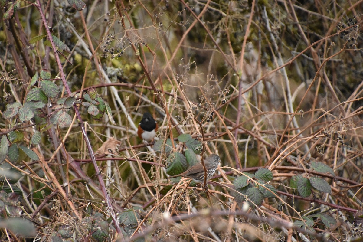 Spotted Towhee - ML616130735