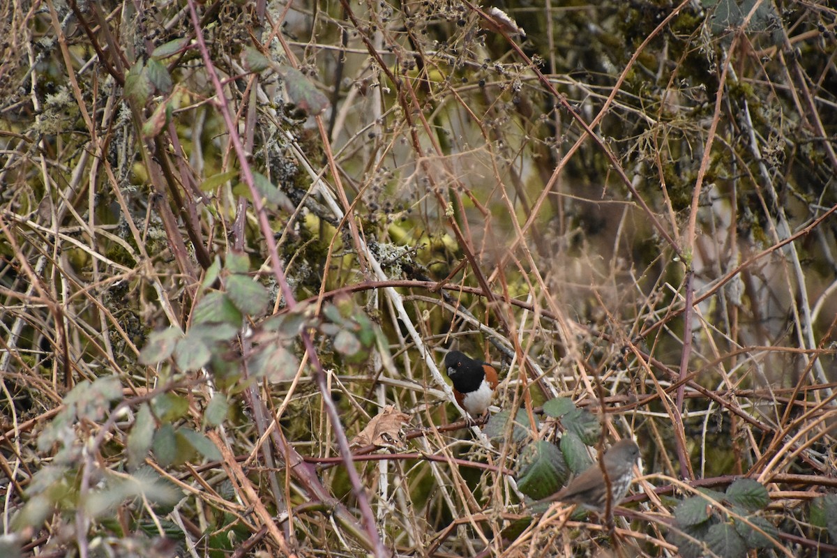 Spotted Towhee - ML616130737