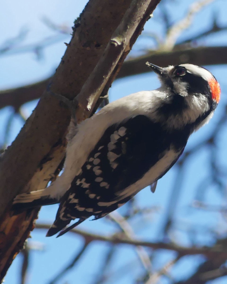 Downy Woodpecker - ML616130773
