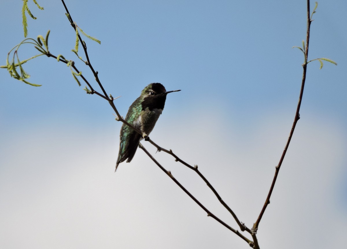 Anna's Hummingbird - ML616130962