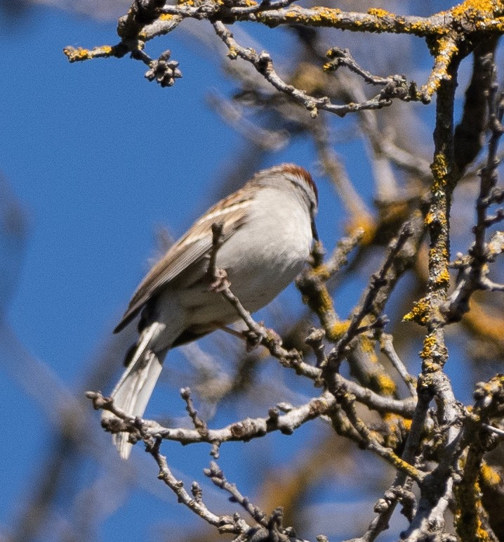 Chipping Sparrow - ML616131063